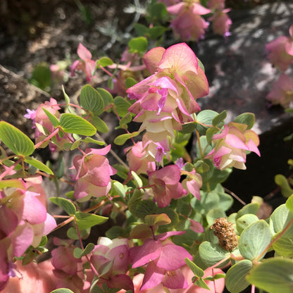 Rosy pink bracts of Kent Beauty oregano in full bloom