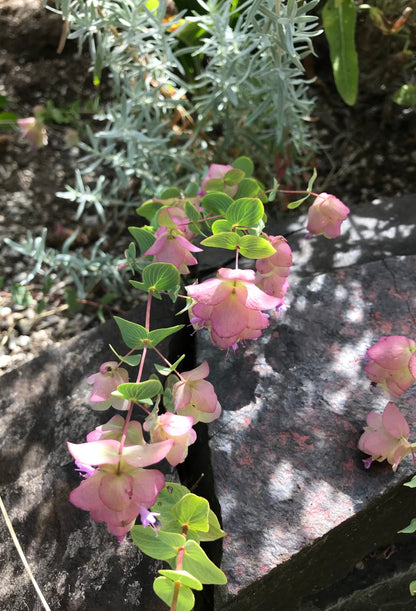 Kent Beauty ornamental oregano cascading over rock wall