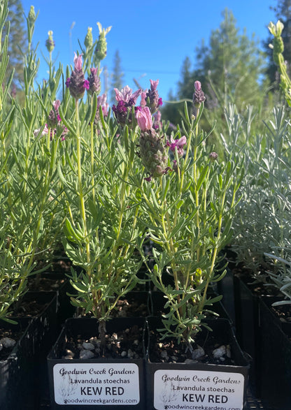 real potted lavender plants for sale Kew Red Spanish Lavender | Lavandula stoechas