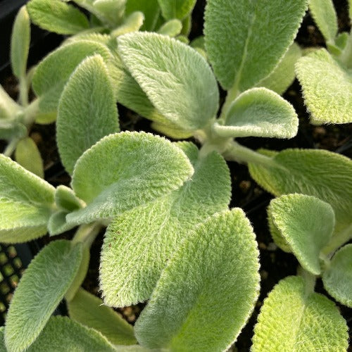 Lamb's Ears foliage