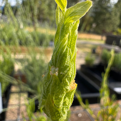 Lavandula viridis green lavender flower bloom