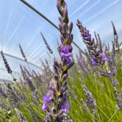 a blooming Grosso lavender spike in a greenouse