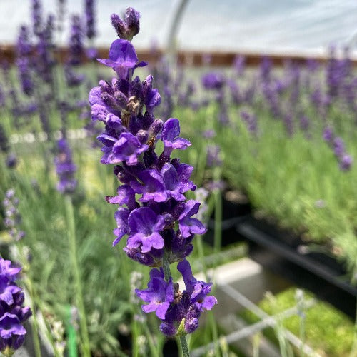 Lavandula angustifolia 'Sarah' bloom