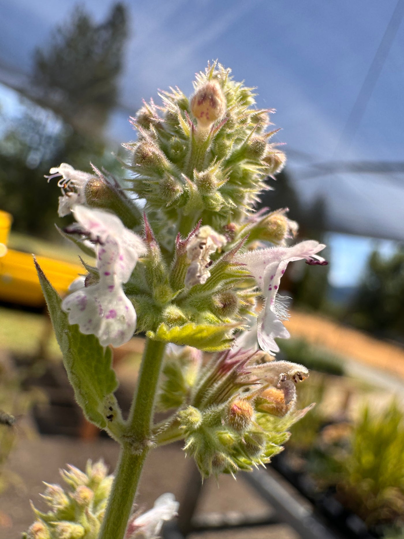Close-up of a plant with white flowers and green leaves against a blurred outdoor background.