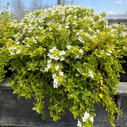 Lemon Frost thyme blooming in greenhouse with small white flowers