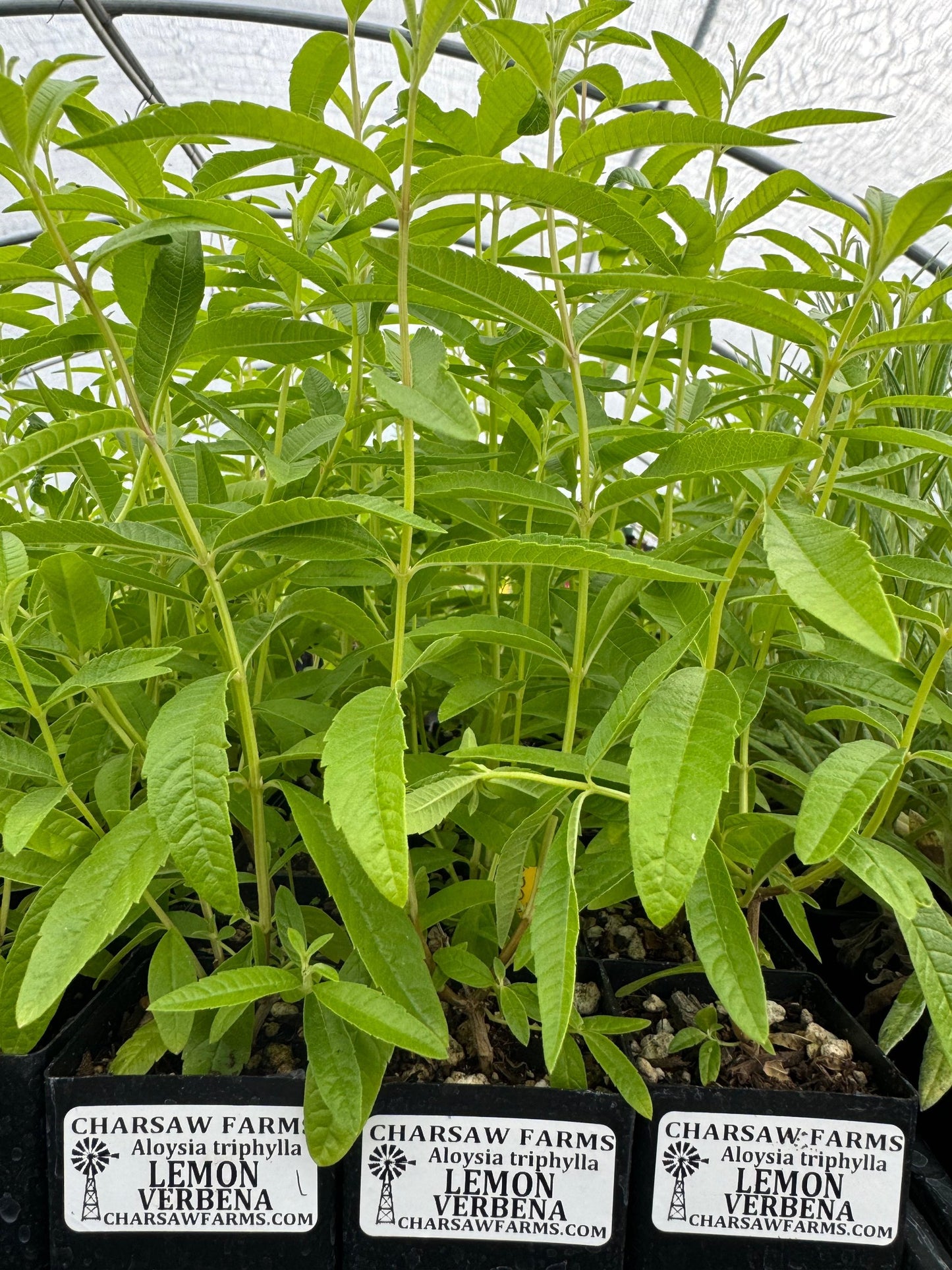 potted Lemon verbena plants