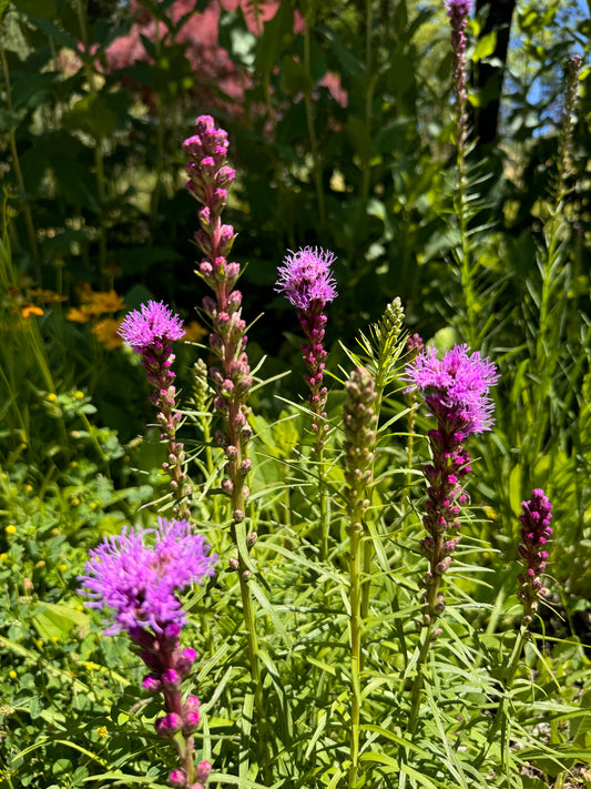 Liatris spicata with tall purple flowers spikes blooming in summer