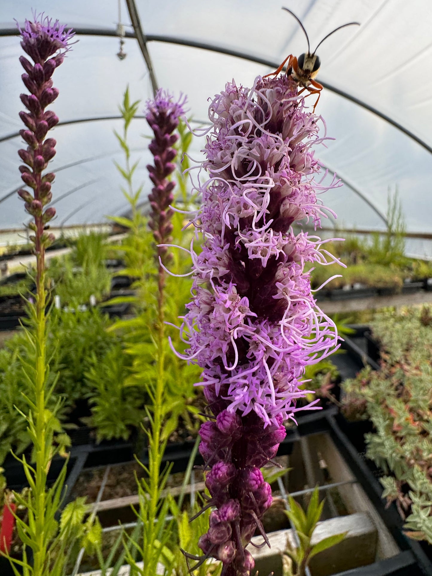 Close-up rosy-purple liatris flowers opening along upright spikes