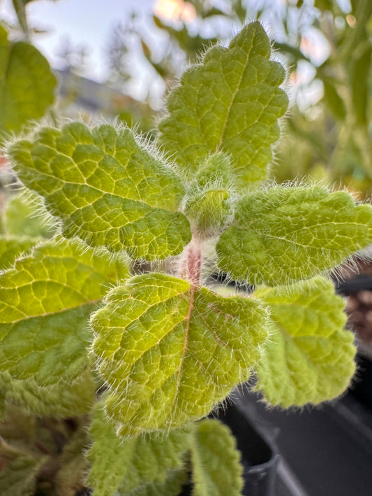 Melissa officinalis (Lime Balm)