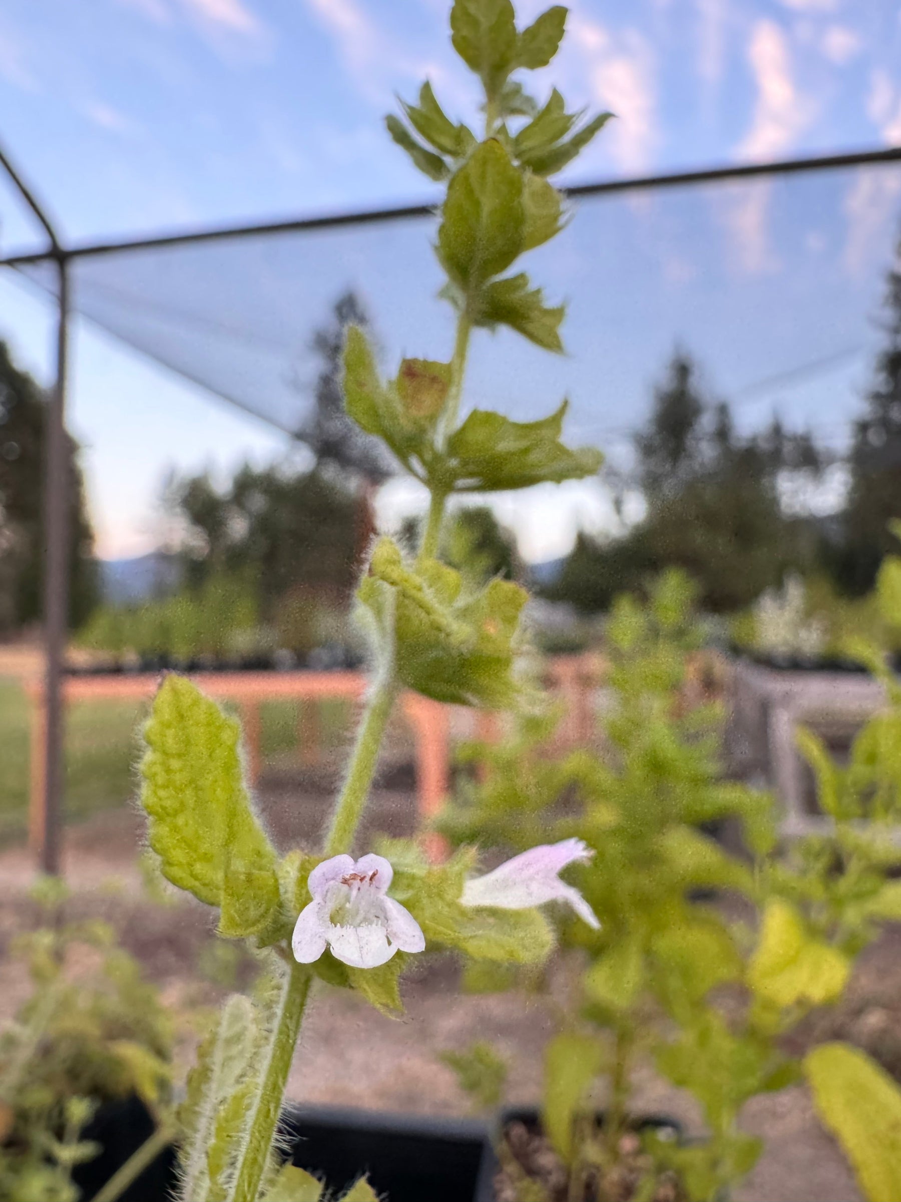 ime Balm Plant | Lime-Flavored Lemon Balm Alternative – Charsaw Farms