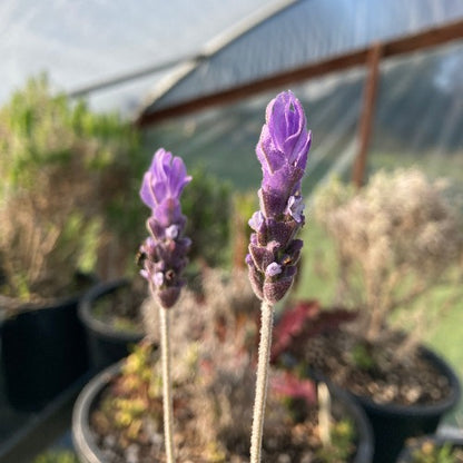 French Lavender 'Linda Ligon'