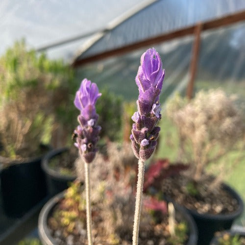 lavender dentata seeds Linda Ligon French Lavender