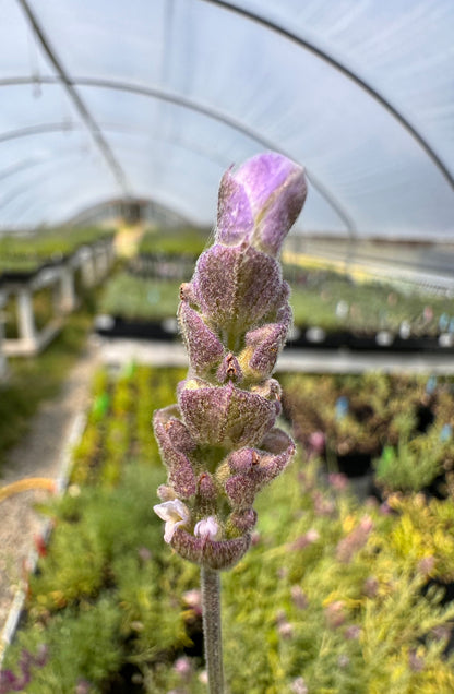 Lavandula dentata 'Linda Ligon' (French Lavender)