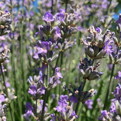 'Little Lady' Lavender bloom