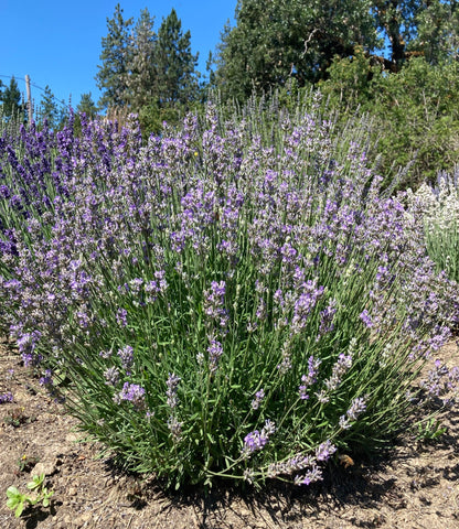 little lottie lavender plants for sale Little Lady Lavender