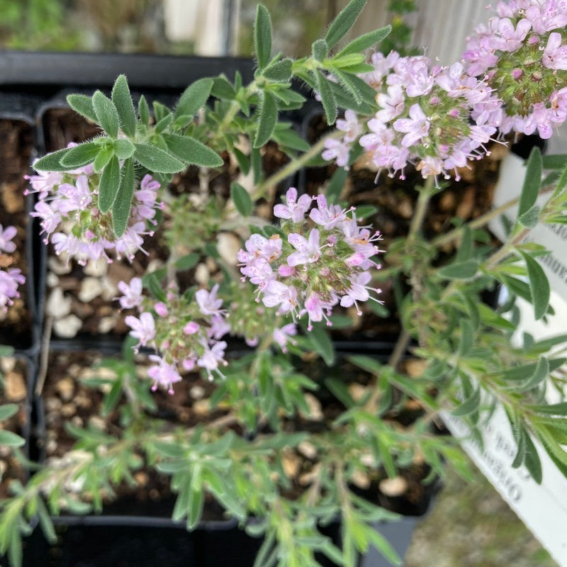 Long Leaf Gray Thyme plant