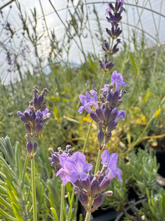Lullaby Blue English lavender with lavender-blue flowers in bloom in a greenhouse.