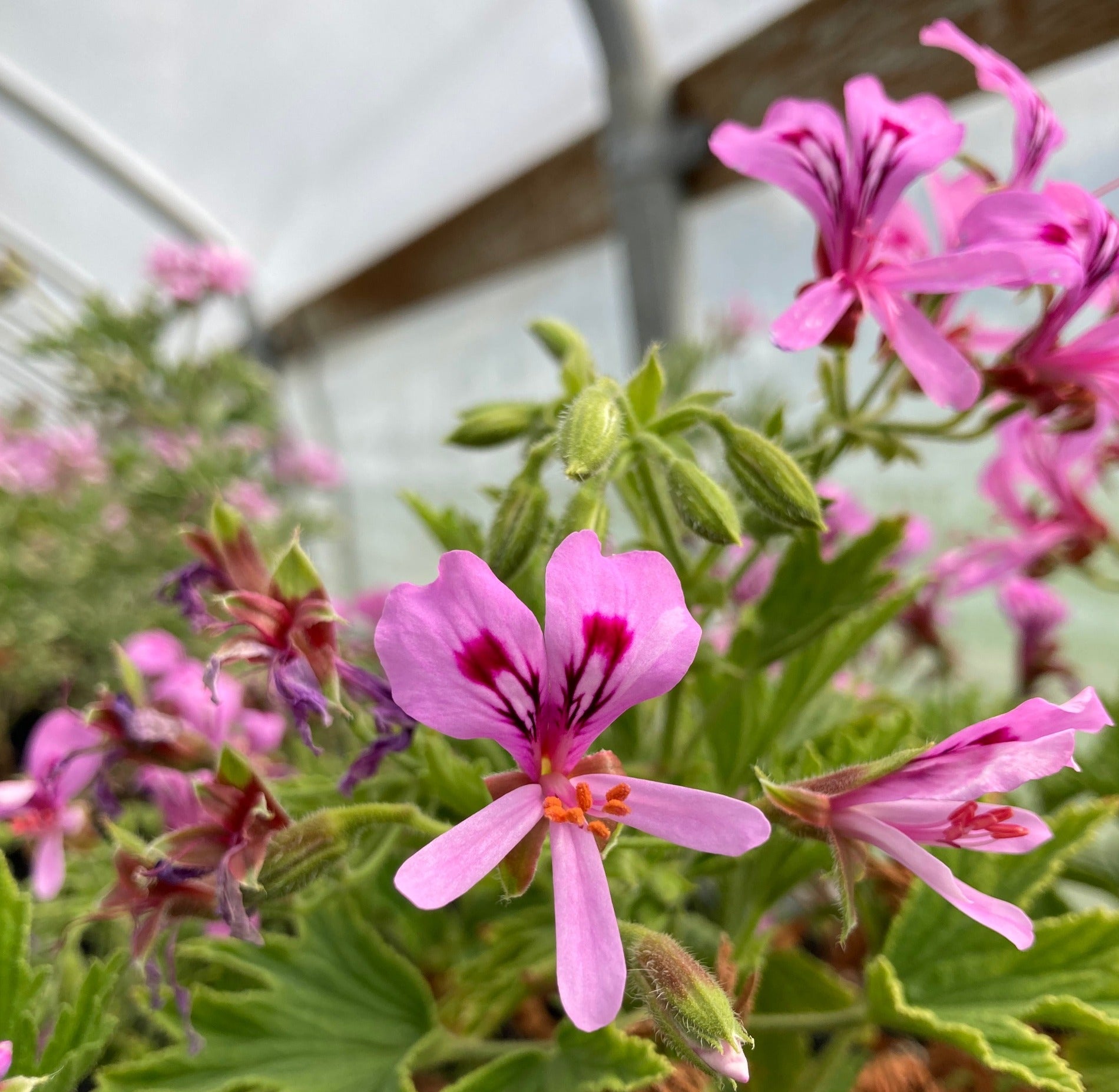 citronella scented geranium seeds Pelargonium citronellum 'Mabel Gray' (lemon scented geranium) – Charsaw  Farms