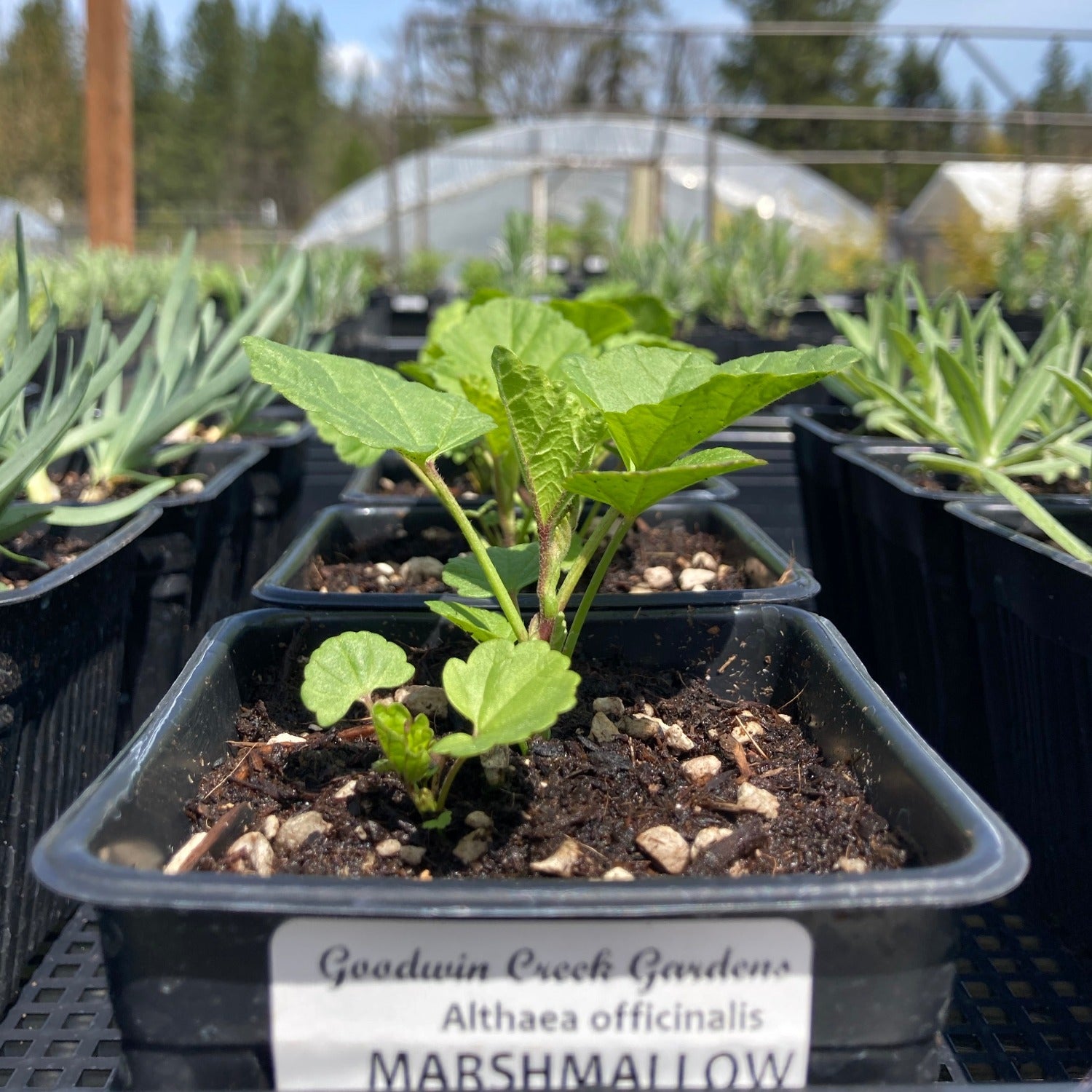 Marshmallow Potted Plant