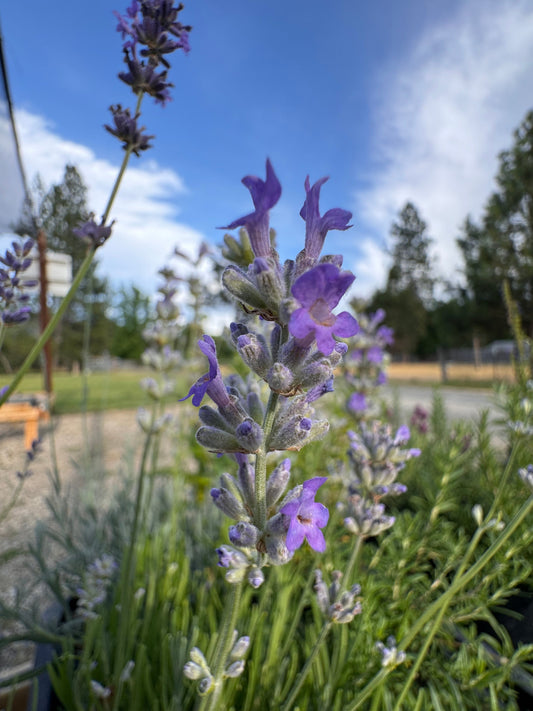 Lavandula angustifolia 'Martha Roderick' lavender with compact growth and bold violet flowers