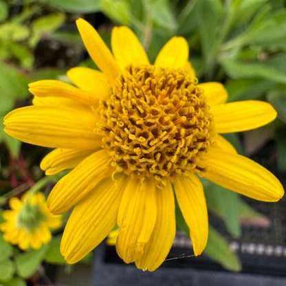 Yellow blooming meadow arnica plant and flower