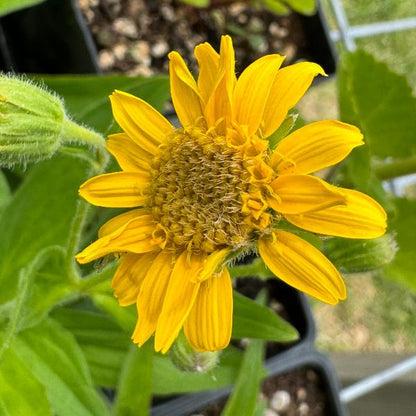 Yellow Meadow Arnica flower bloom