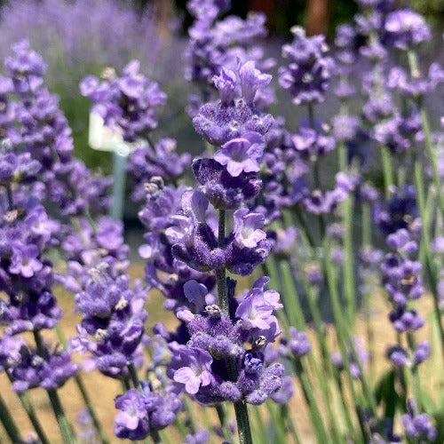 Melissa Lilac Lavender bloom