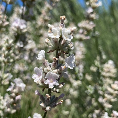melissa lavender plants for sale Melissa Lavender Plants – Aromatic & Medicinal