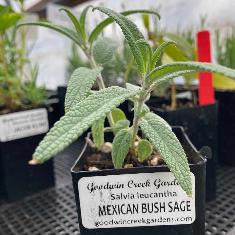 Mexican Bush Sage