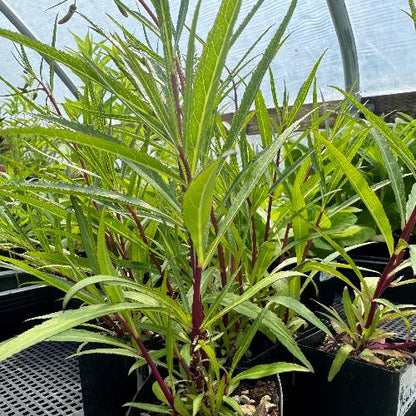 potted Mexican Lobelia plant for sale