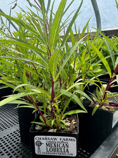 Lobelia laxiflora (Mexican Lobelia)