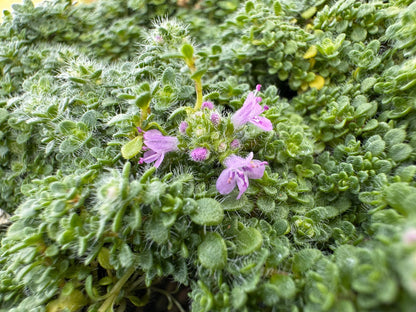 Close-up of a green plant with small pink flowers