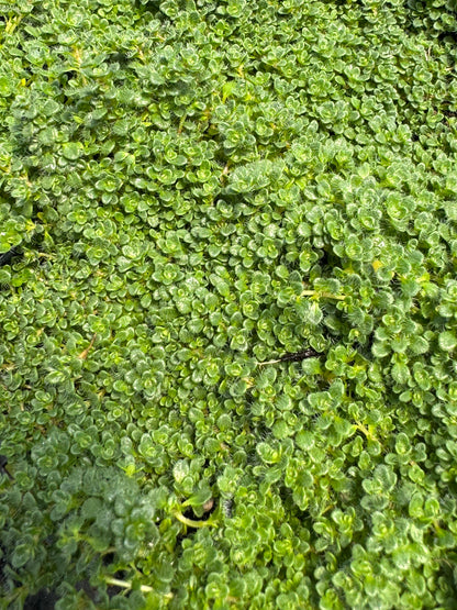 Close-up of a dense patch of green thyme
