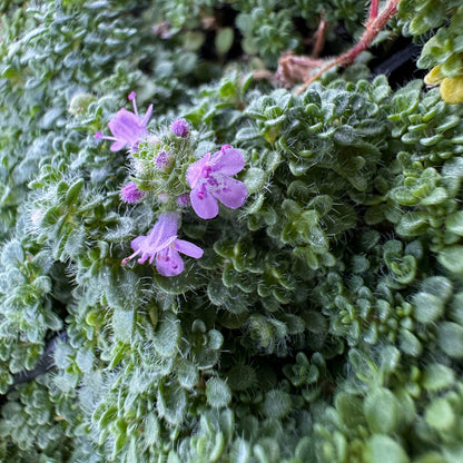 Minor Thyme groundcover with purplish-pink blooming flowers