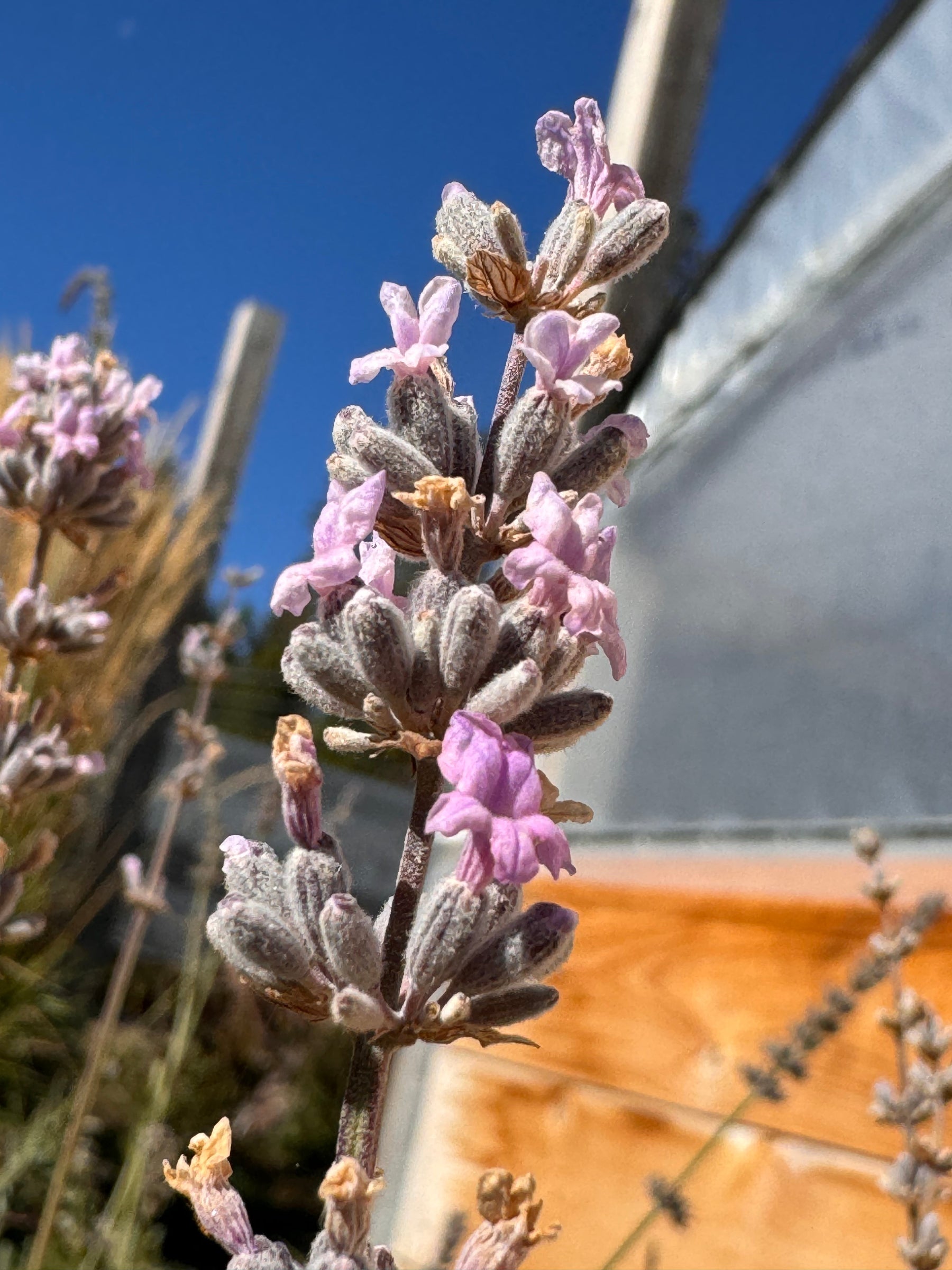 Miss Katherine Pink Lavender | English Lavender – Charsaw Farms