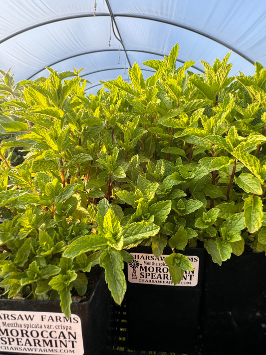 Moroccan spearmint plant with dark green toothed leaves growing in a container