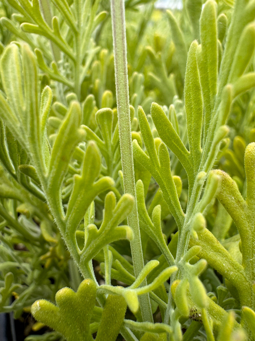 fern leaf lavender plant Lavandula multifida 'Fernleaf' Lavender