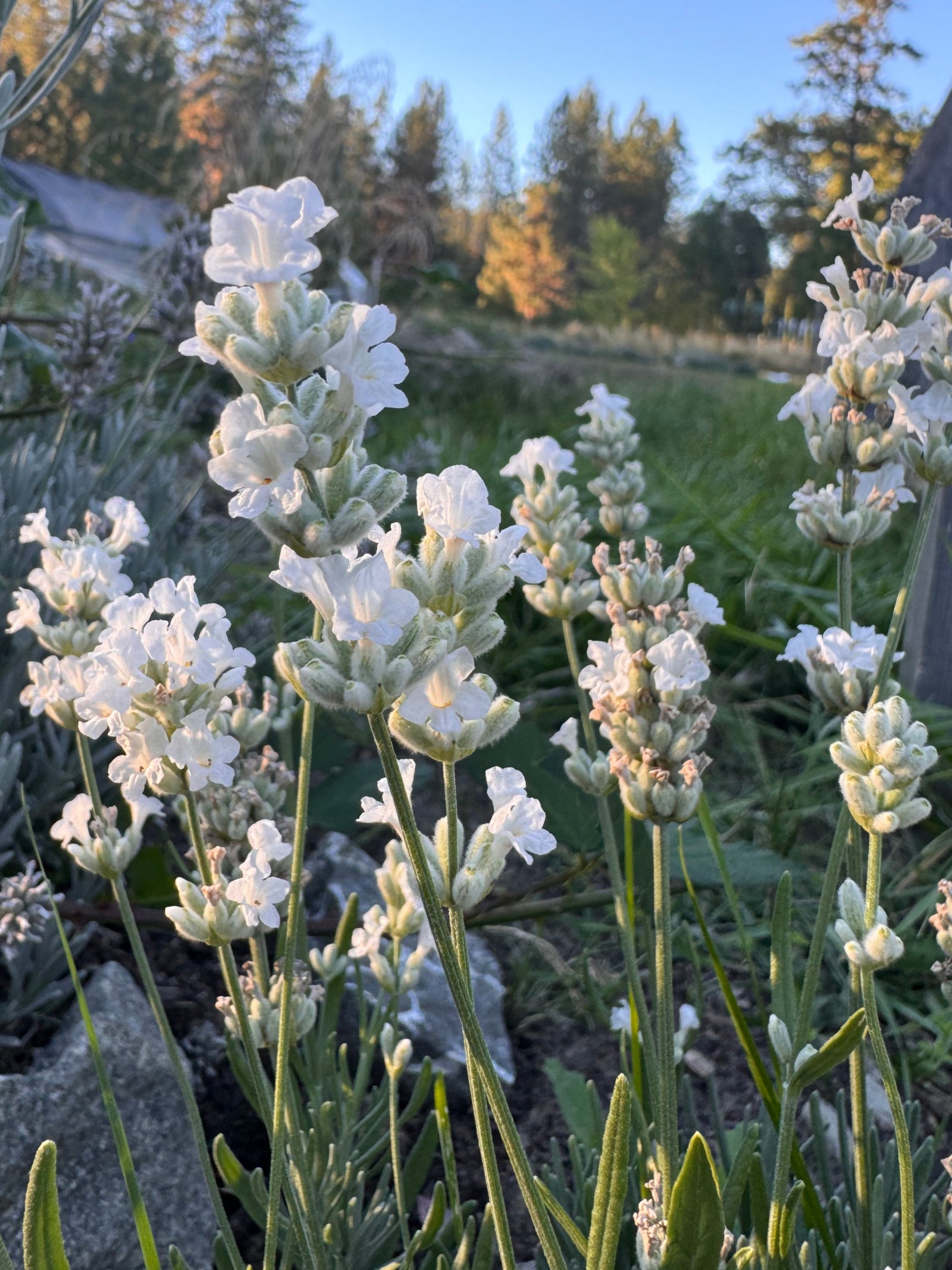 Nana Alba' Lavandula angustifolia (dwarf white lavender)