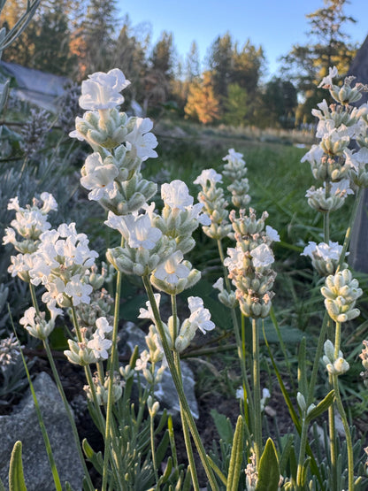 Lavandula angustifolia 'Nana Alba' (dwarf white lavender)