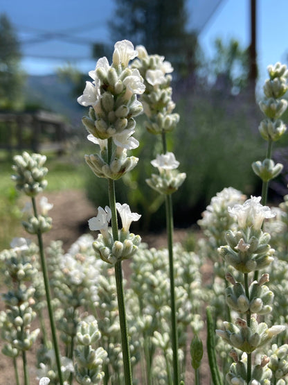 Nana Alba white lavender