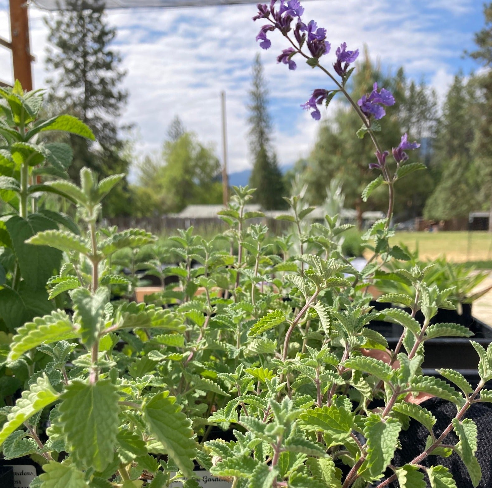 Compact Catmint (Nepeta)