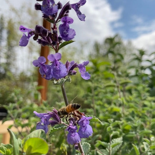 Nepeta 'Walker's Low' (catmint)