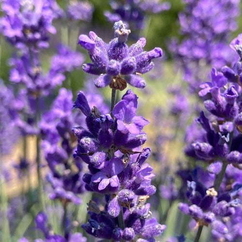 New Zealand Blue Lavender bloom