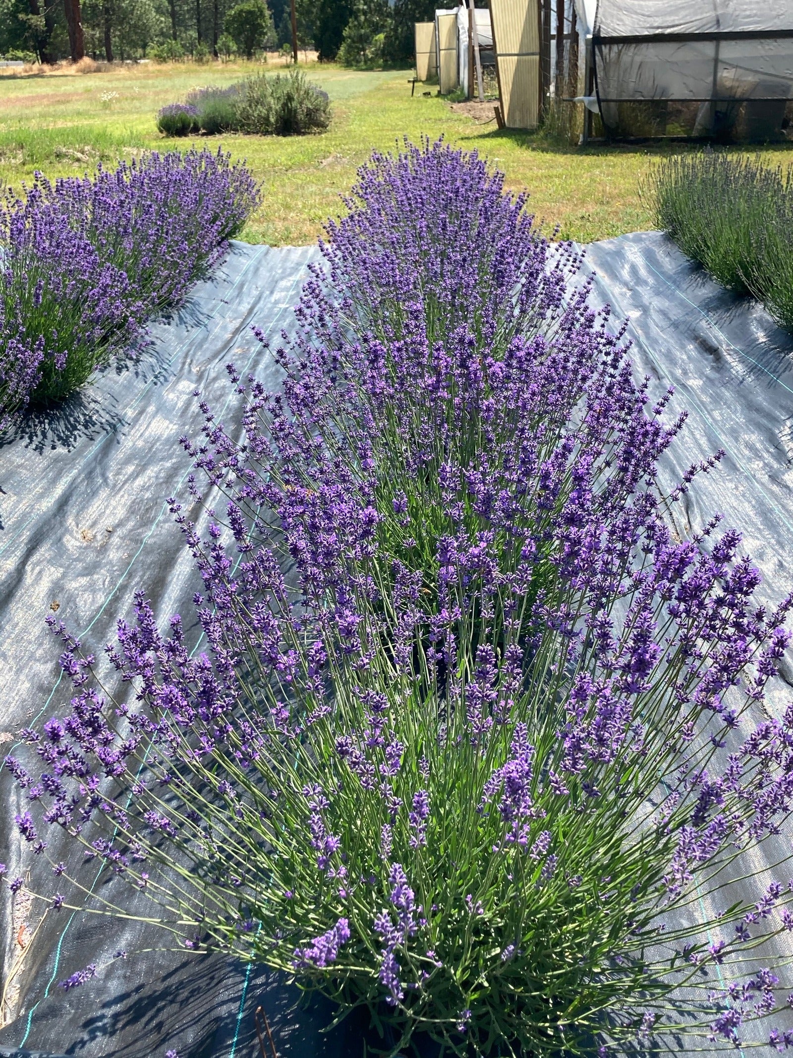 lavender plant in nepal Lavender 'New Zealand Blue'