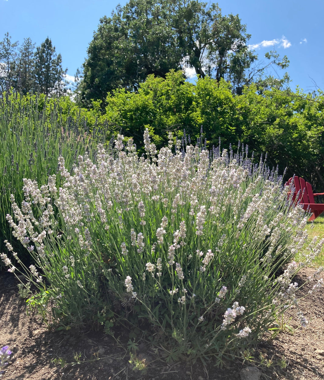 Lavender Plants For Sale Potted Plant Starts Charsaw Farms And Nursery 8737