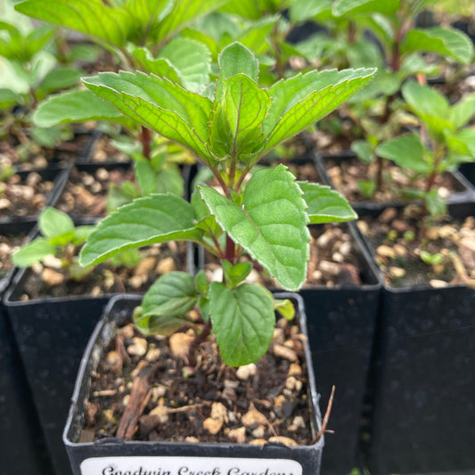 Orange Mint potted plant