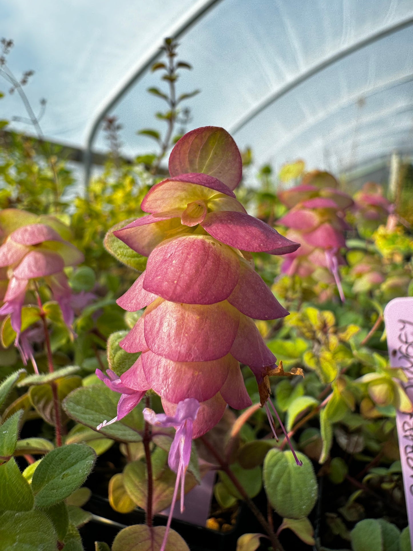 Origanum 'Barbara Tingey' (oregano)