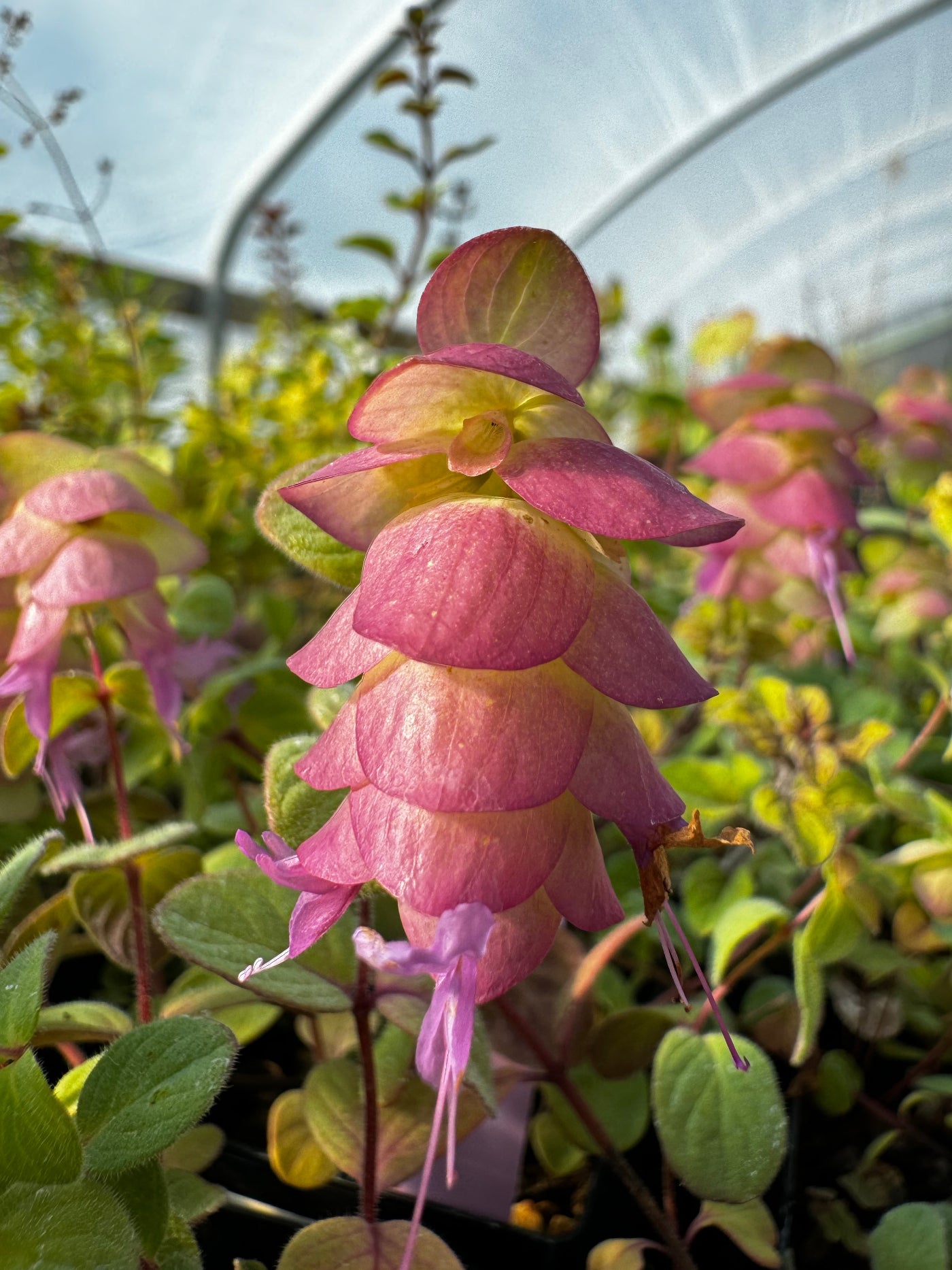 Pink hanging plant with green leaves in a greenhouse setting