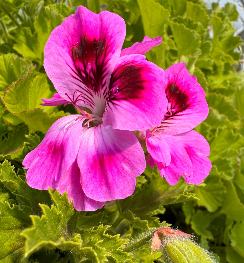 Orsett Phoenix Orsett Pelargonium Plant | Scented Geranium for Containers – Charsaw Farms