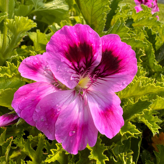 Orsett Scented Pelargonium